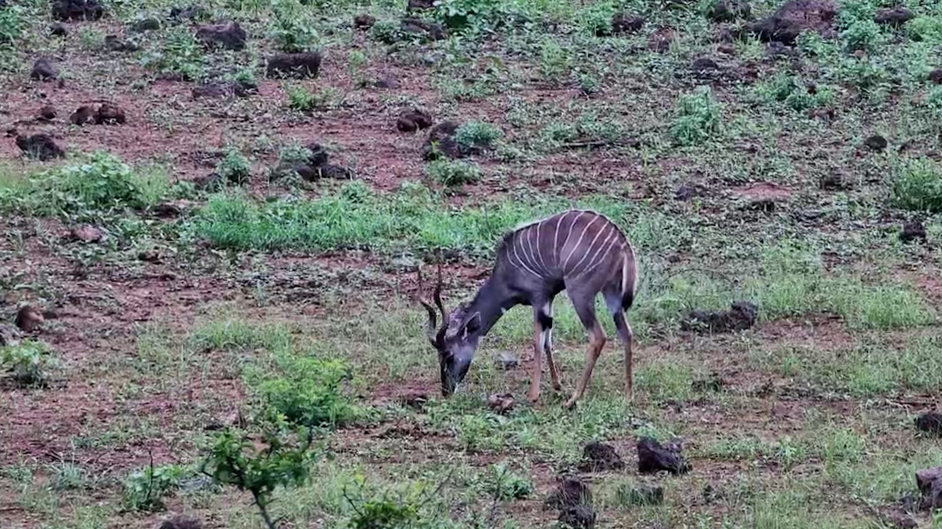 A Rare Glimpse of the Elusive Lesser Kudu
