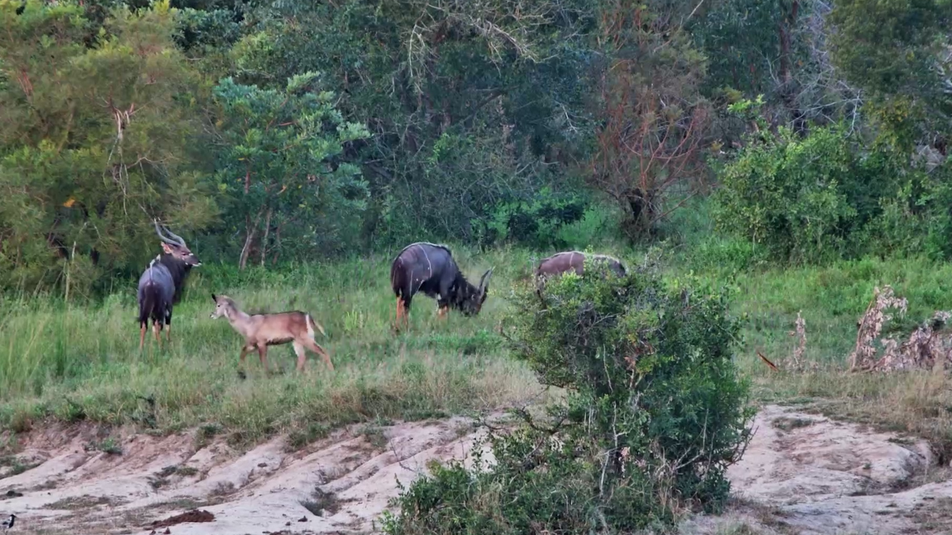 Nyala and Waterbuck Hang Out at Ulusaba
