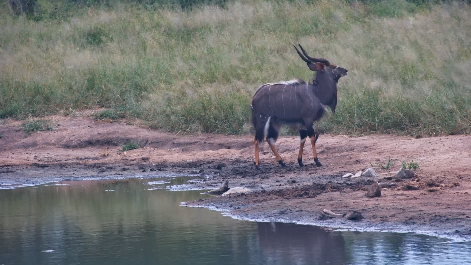 Gorgeous Nyala Male at the Waterhole