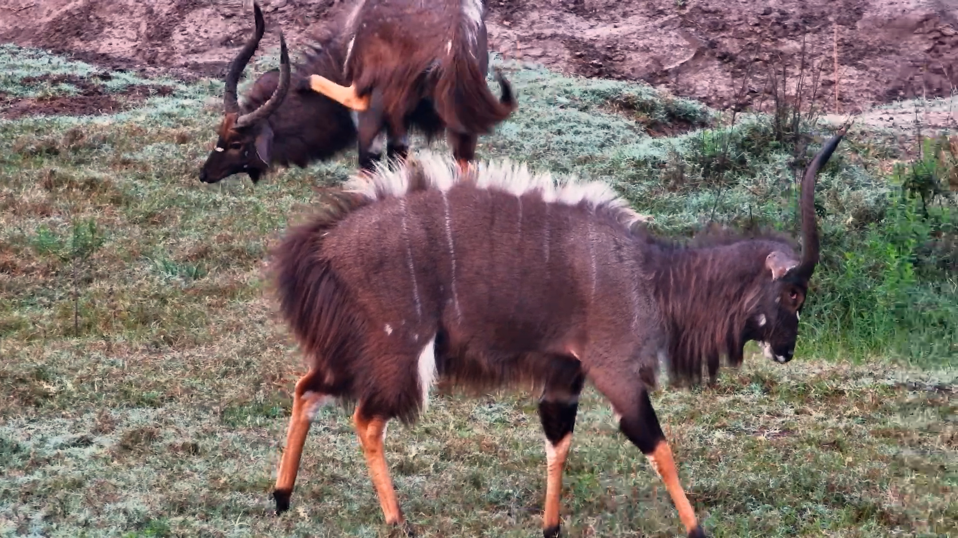 These Nyala Bulls Didn't Start With a Dance