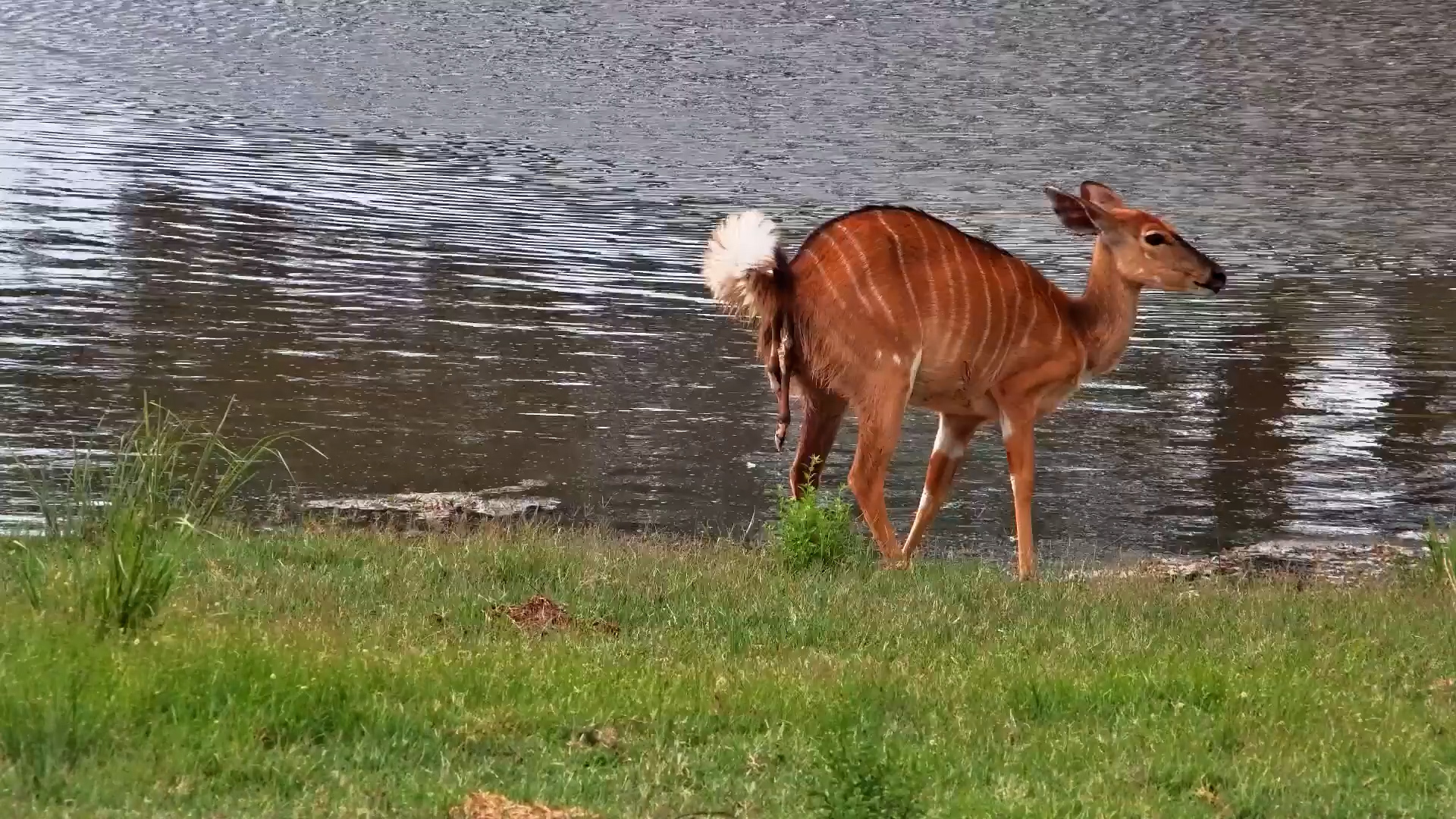 Miracle of the Bush: Nyala Gives Birth and Welcomes a Tiny Lamb