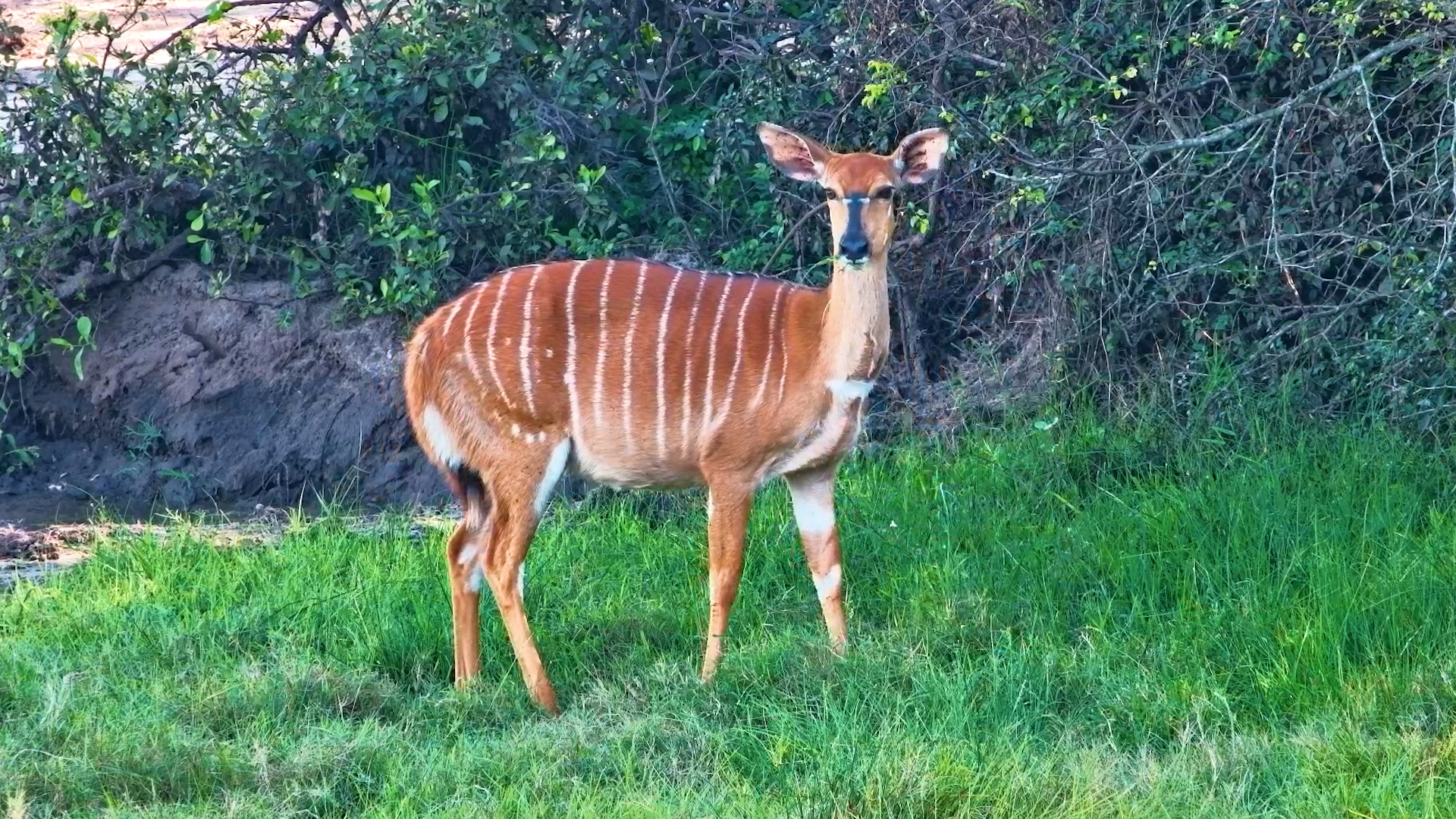 Nyala Ewe Reacts to Impala Passing