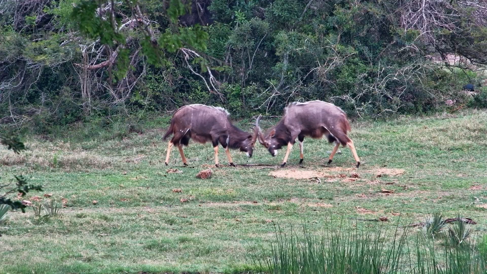 Young Nyala Bulls Practice Their Sparring Skills