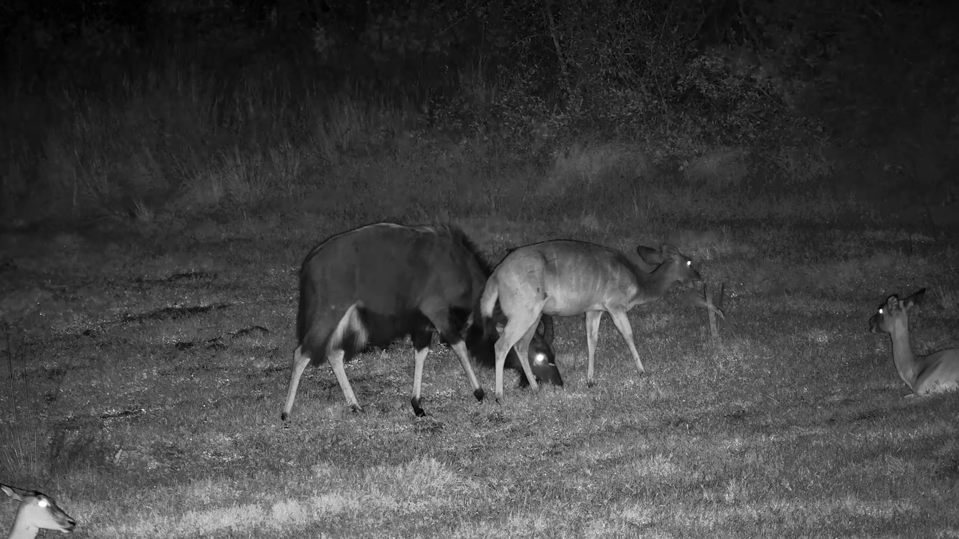 Nyala Meet Under the Moon