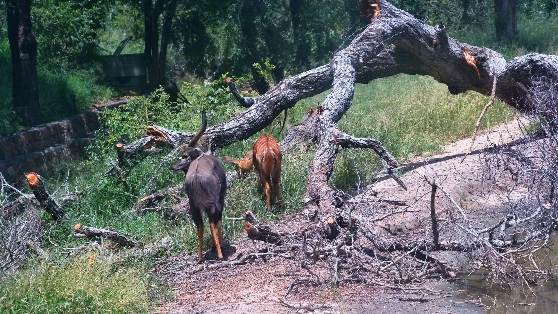Nyala Duo in the Wild