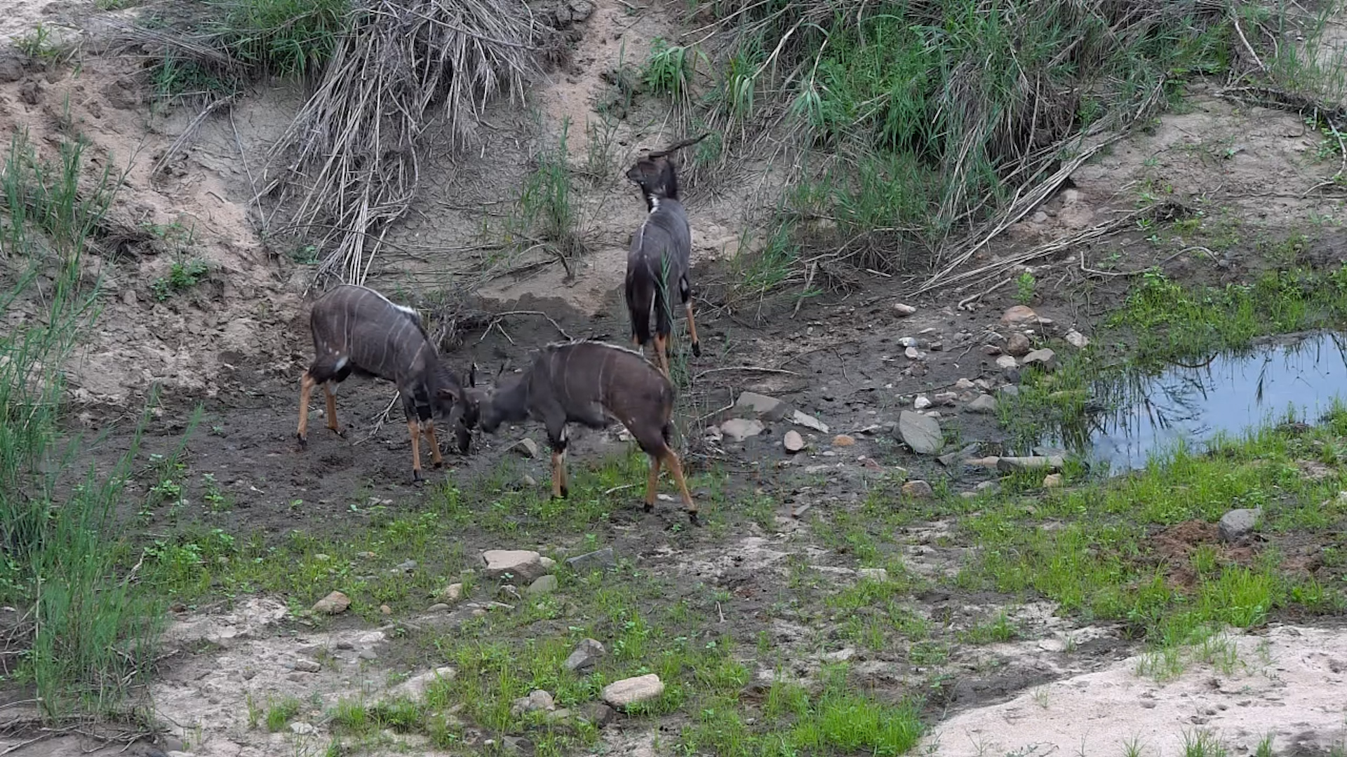 Nyala Bachelor Group at Kruger Shalati