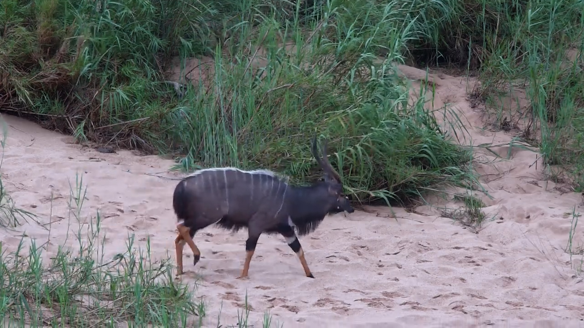 Nyala Herd Wanders Through the Bush
