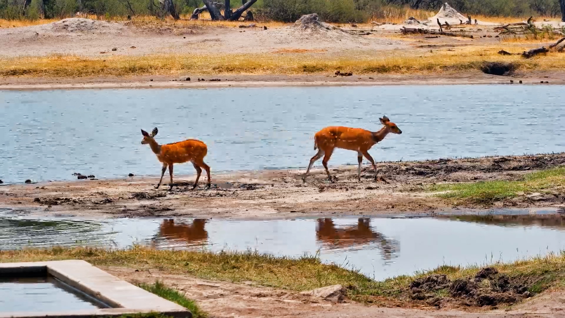 Bushbuck Family Arrives for a Drink at The Hide