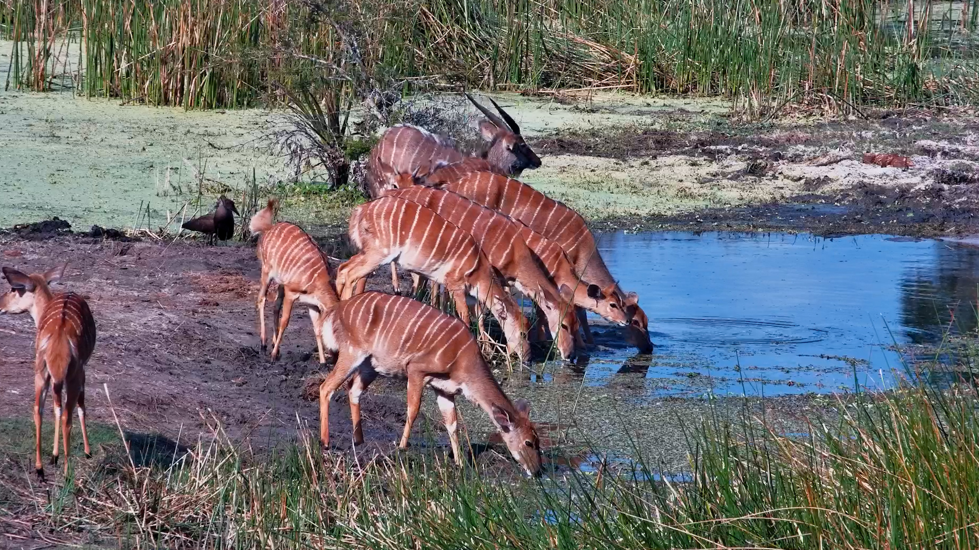 A Peaceful Moment With a Nyala Herd