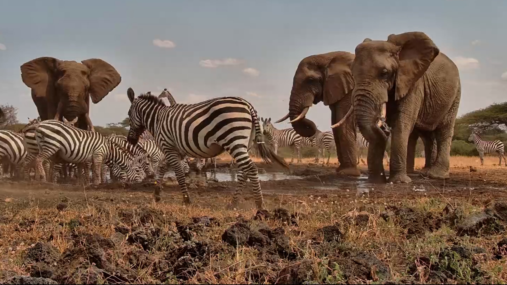 The Waterhole Brings Everyone Together