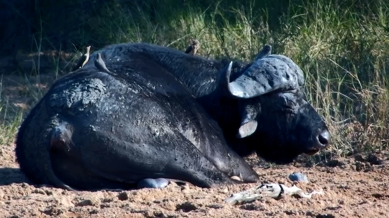 This Old Buffalo Bull Has Earned His Nap