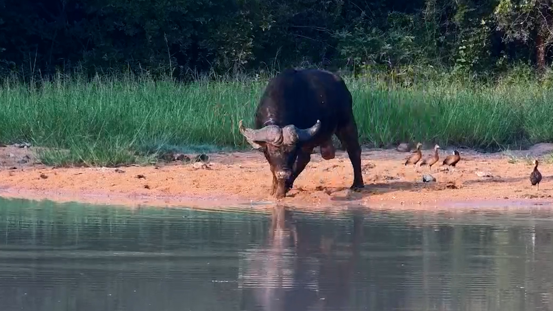 Buffalo Bull & Duck Company