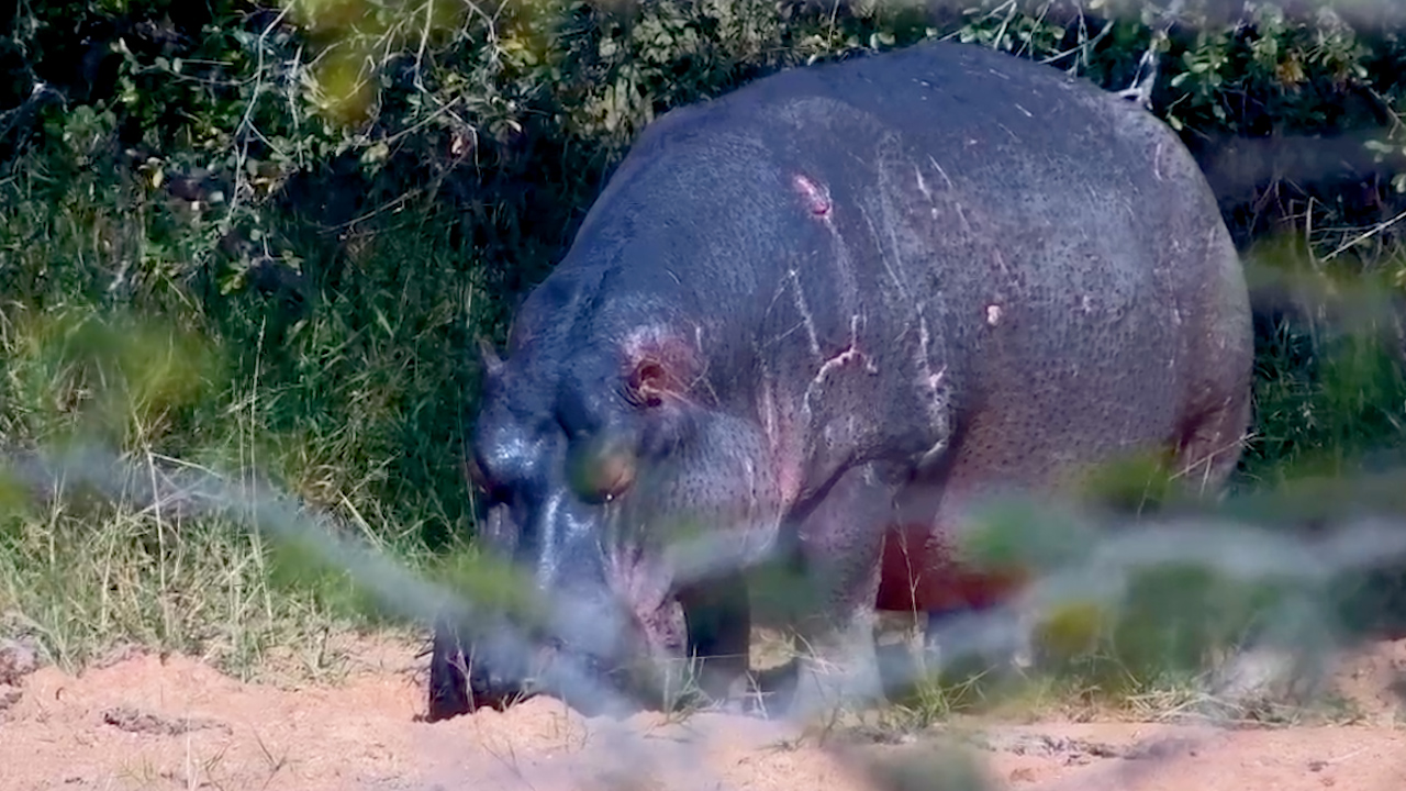 This Hippo Fell Asleep Standing Up