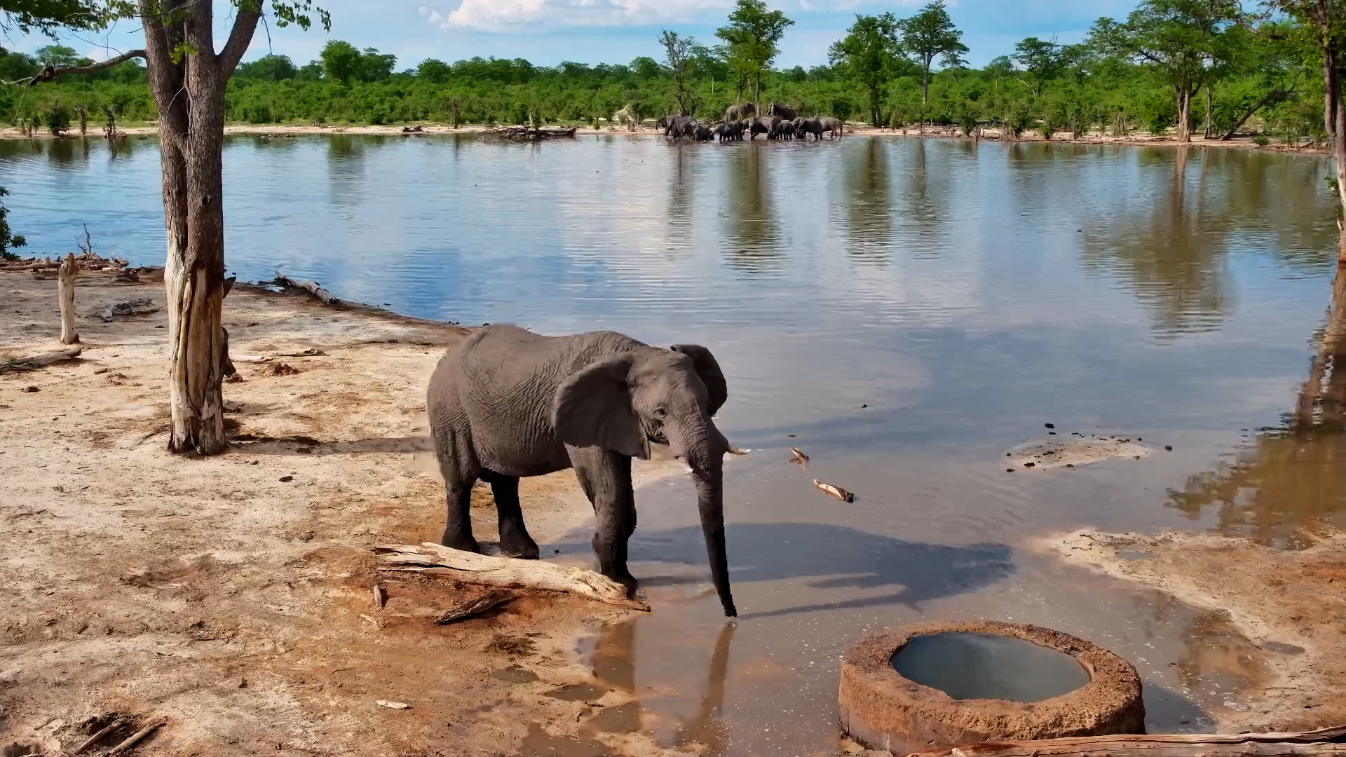 One Elephant Drinks While Herd Enjoys the Pan