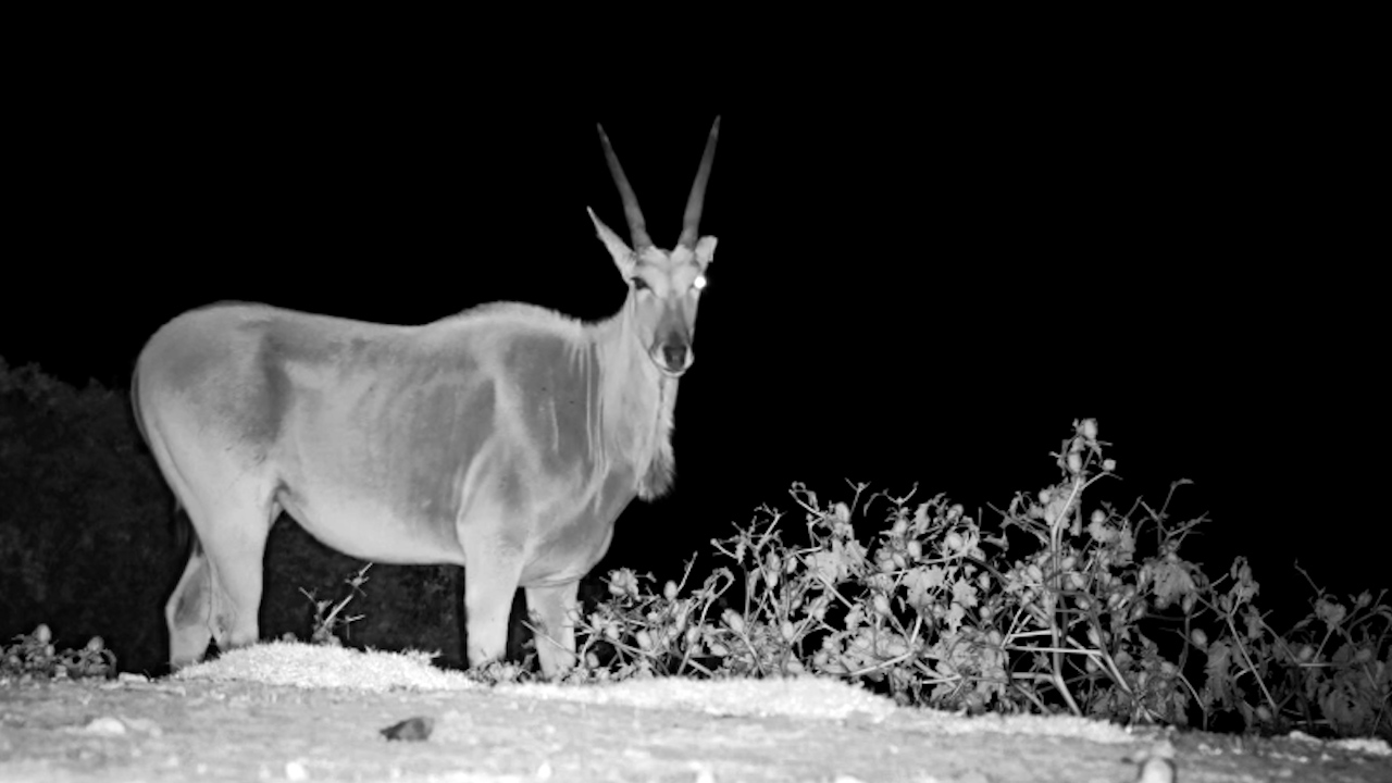 A Special Visitor After Dark