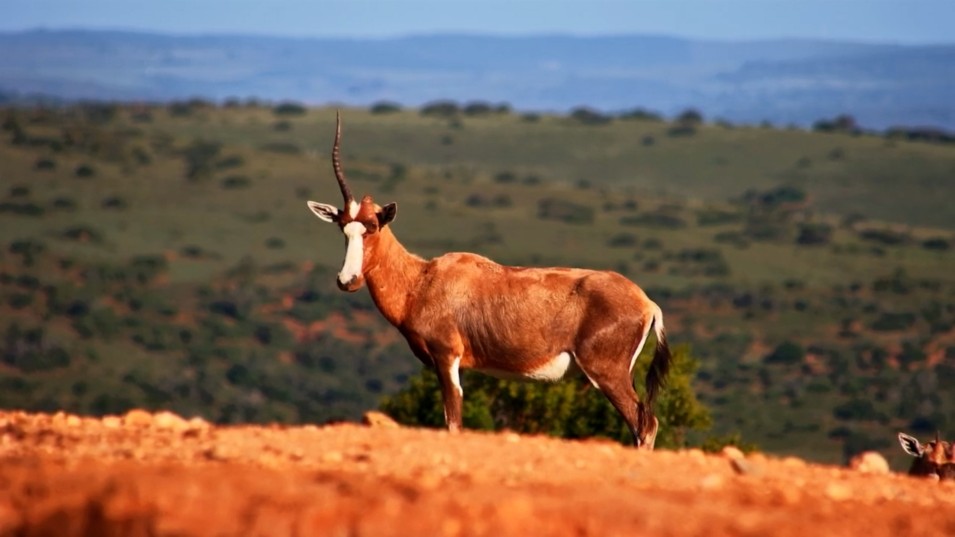 Real-Life Unicorn? One-Horned Blesbok