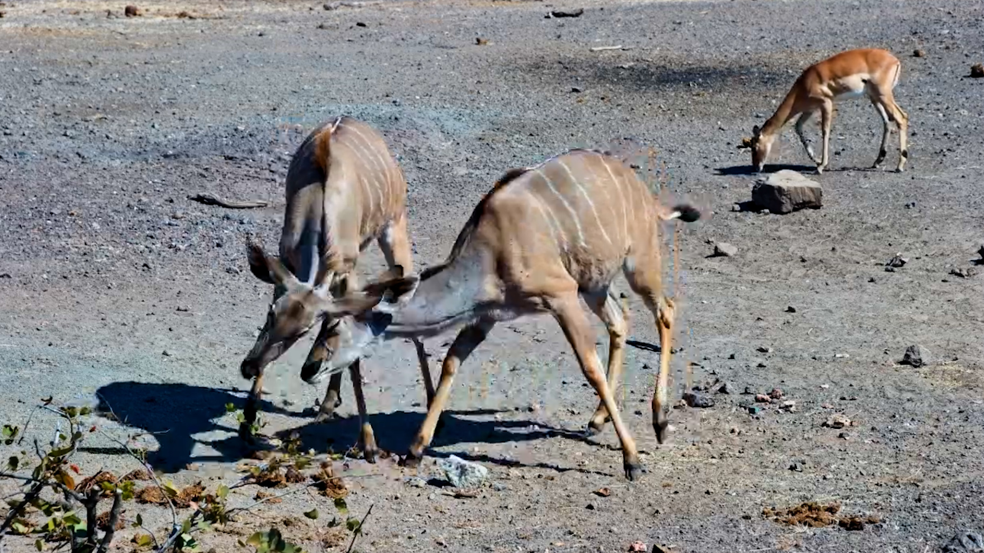 Three Kudus, One Salt Block... Sharing Didn't Last
