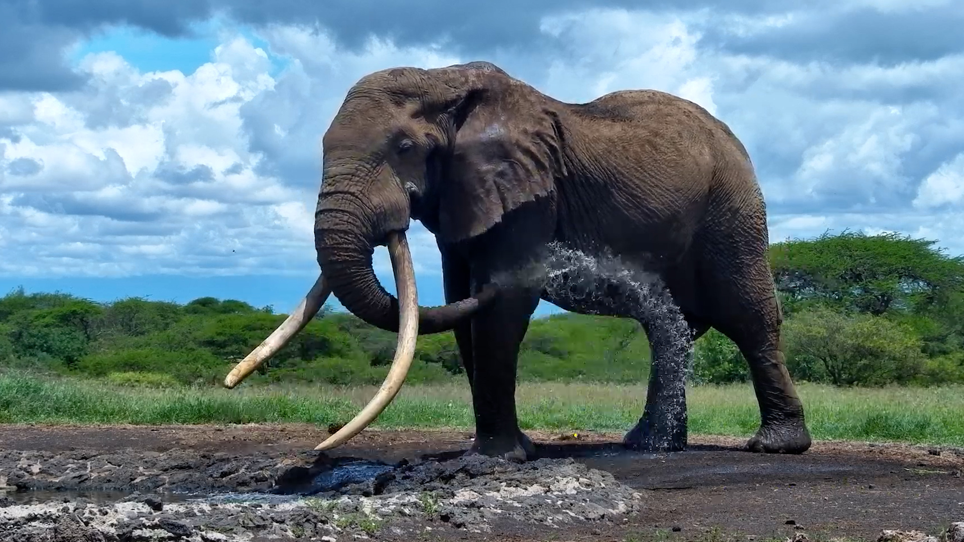 One Ton Is Back… And Those Tusks Are Unreal