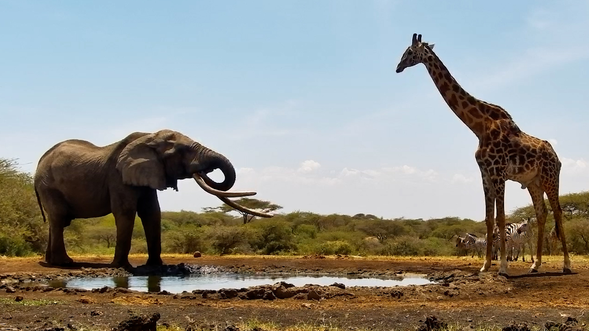 All Eyes on One Ton at the Waterhole