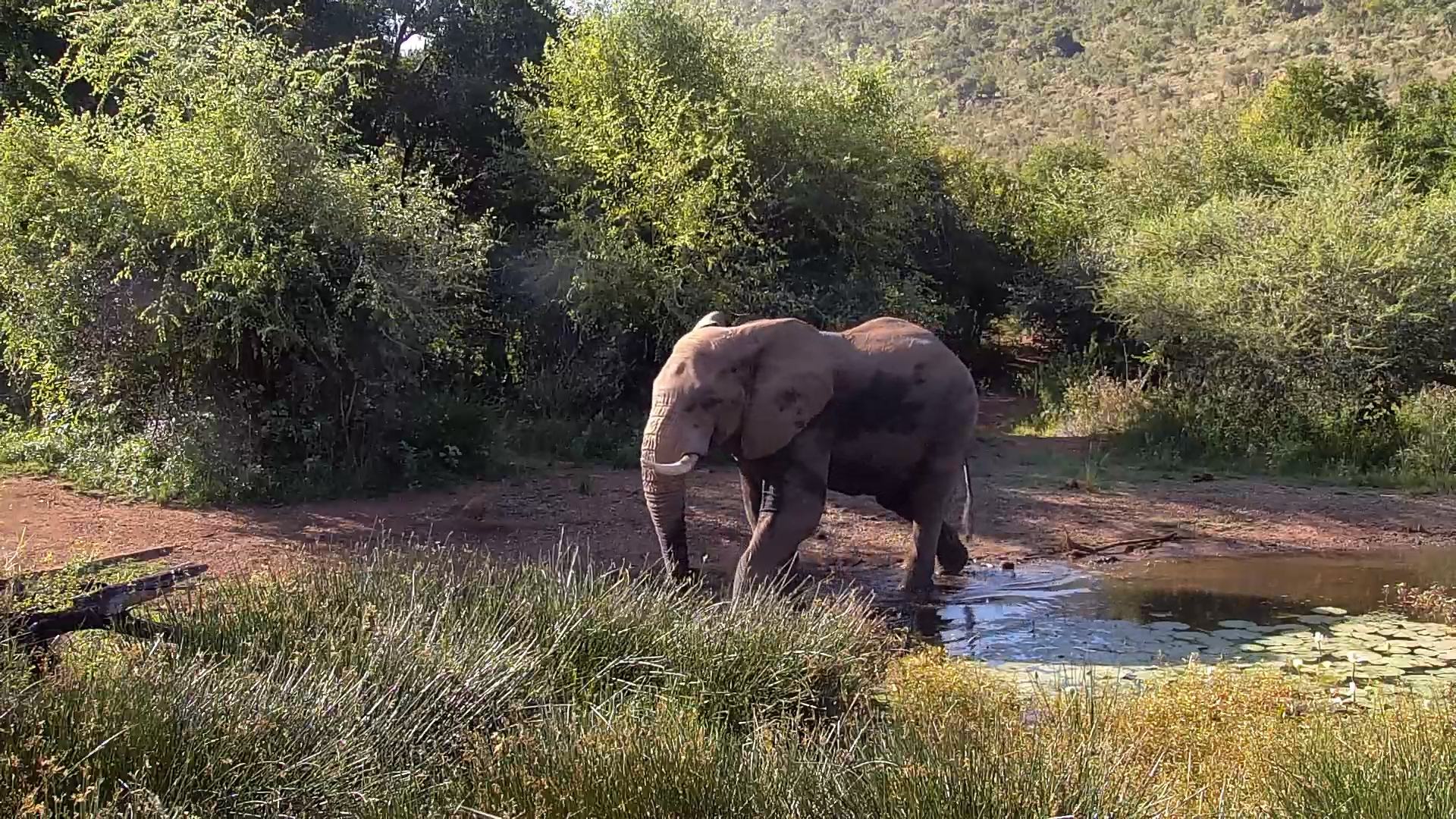 One-Tusked Elephant Enjoys a Meal