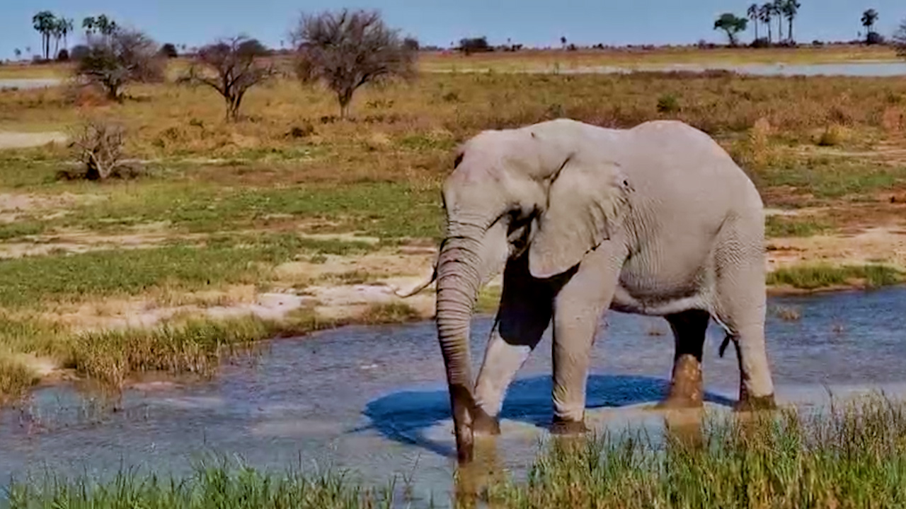 One-Tusked Giant Arrives for a Drink