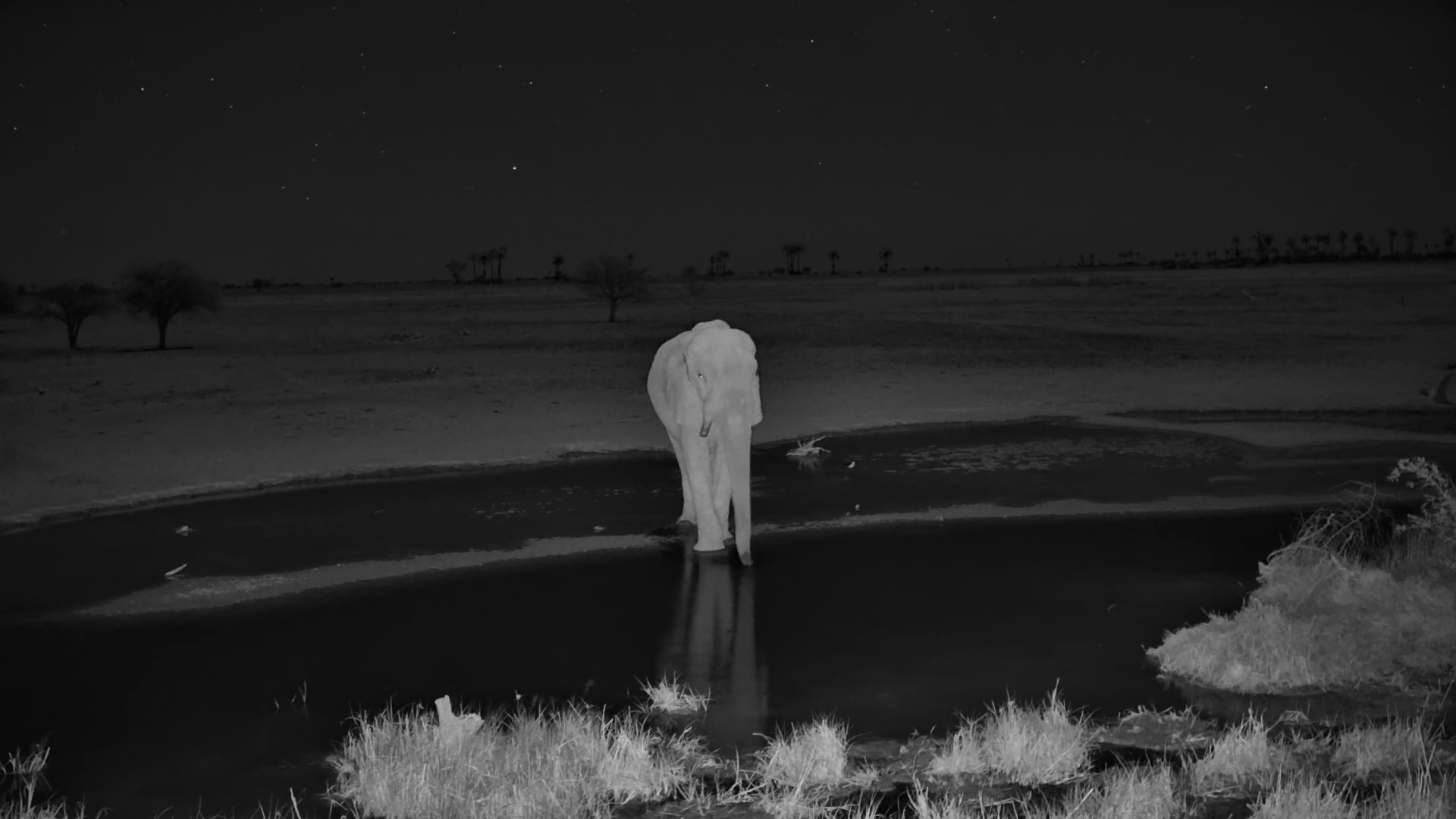 One-Tusked Elephant Drinks Under the Stars at Jack’s Camp