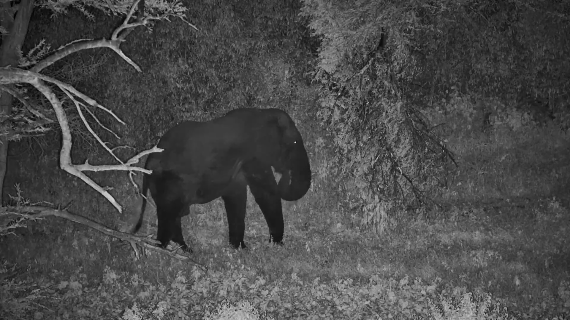 One-Tusked Elephant at Night