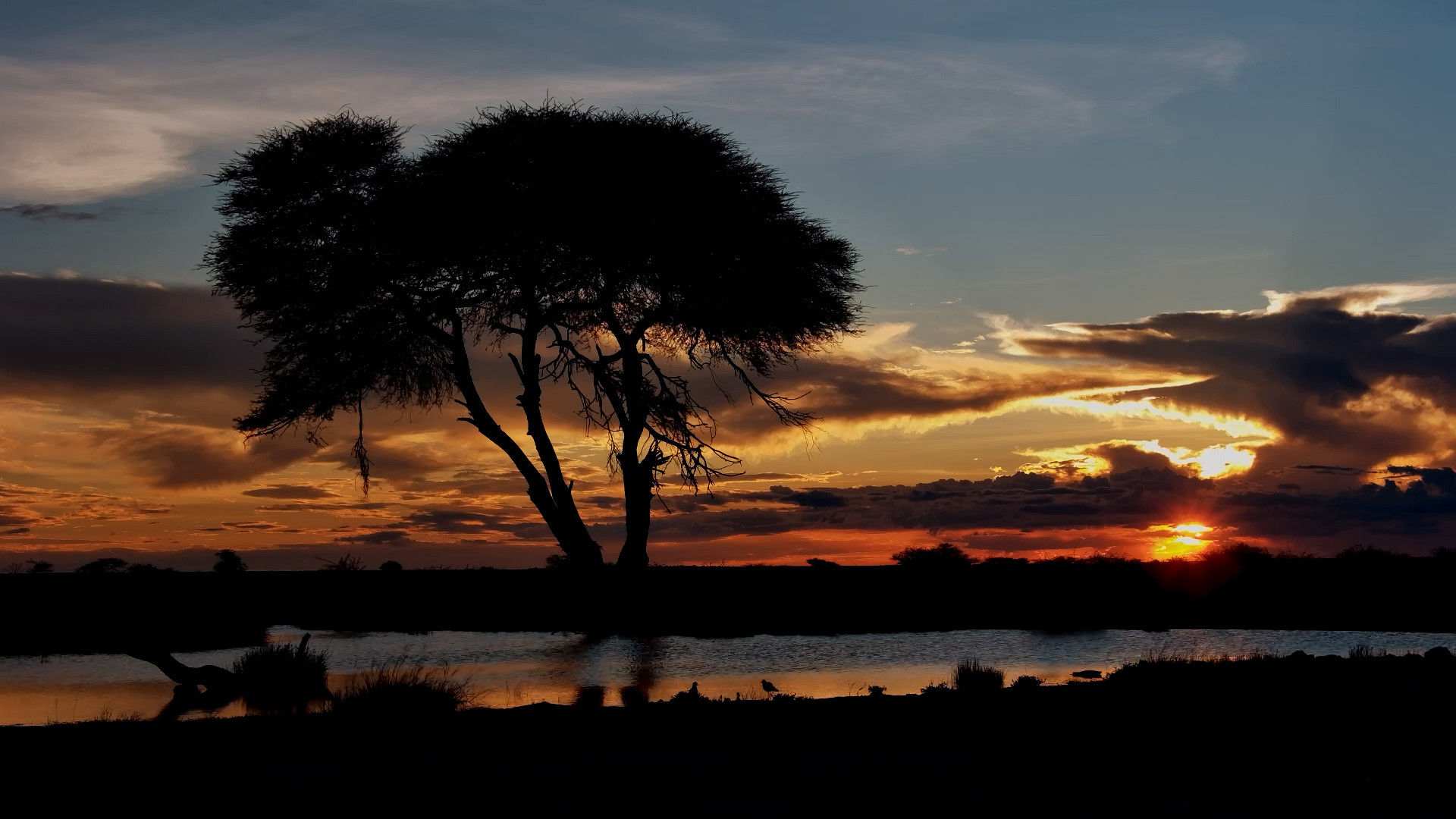 Beauty at Onguma Waterhole