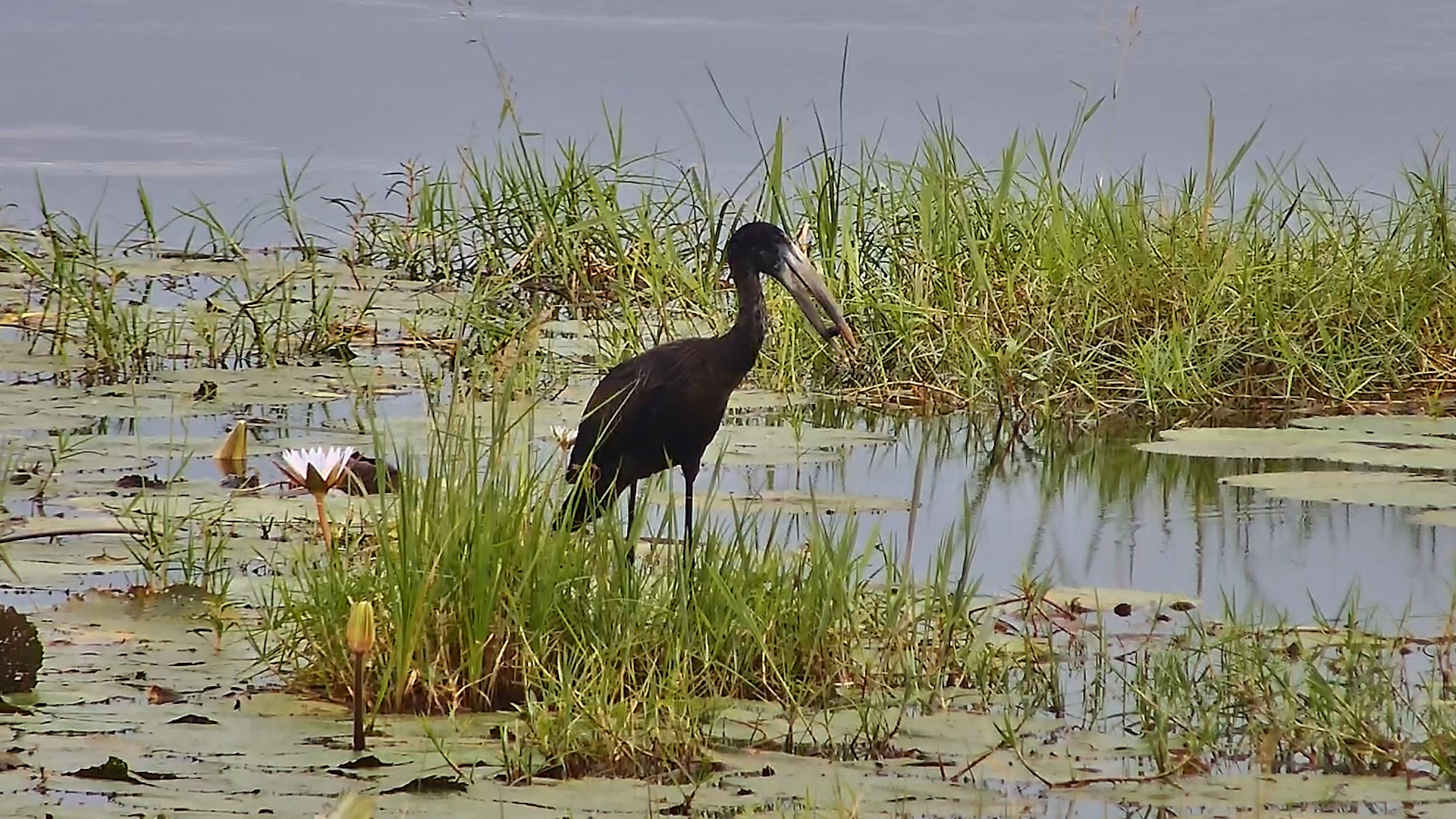 Openbill Finds a Snack in the Water