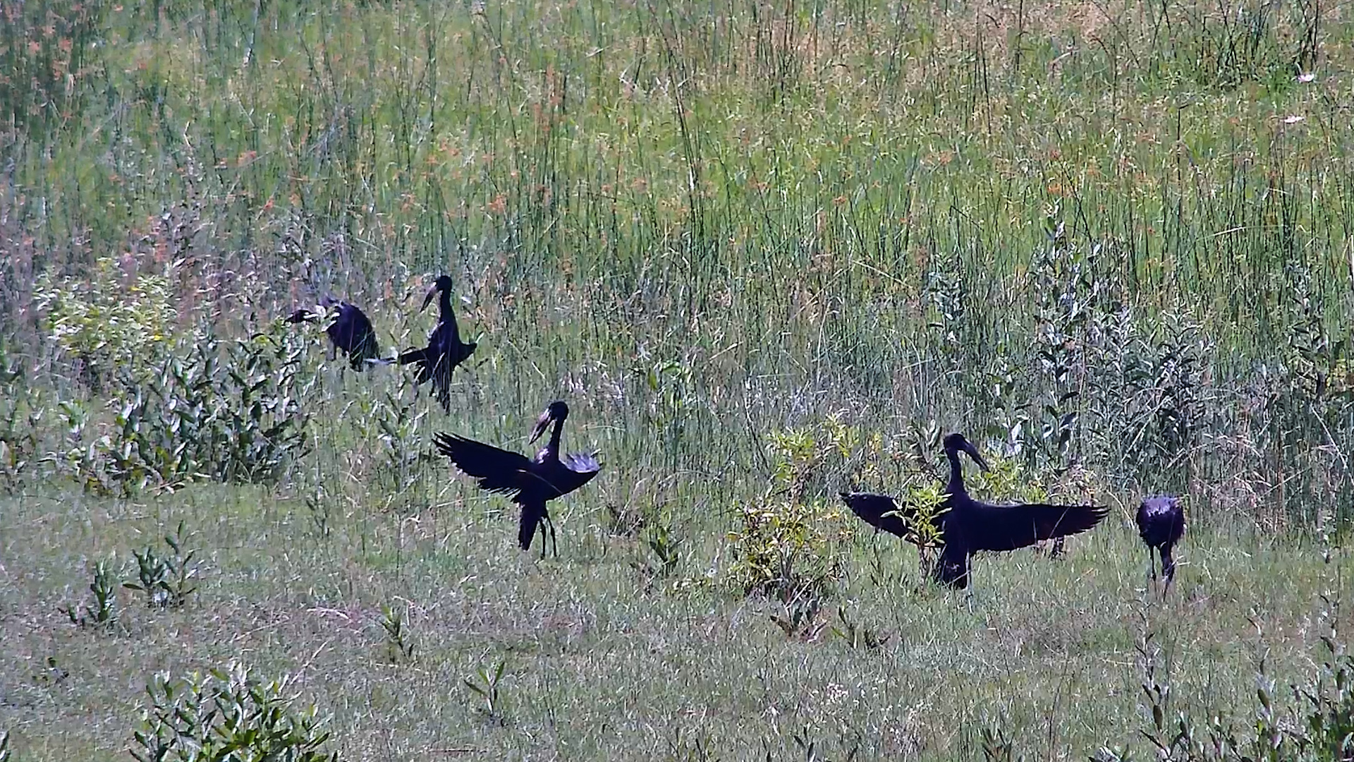When Openbills Sunbathe… It Looks Weird