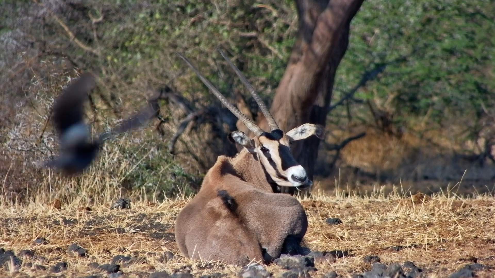 East African Oryx Enjoy the Waterhole