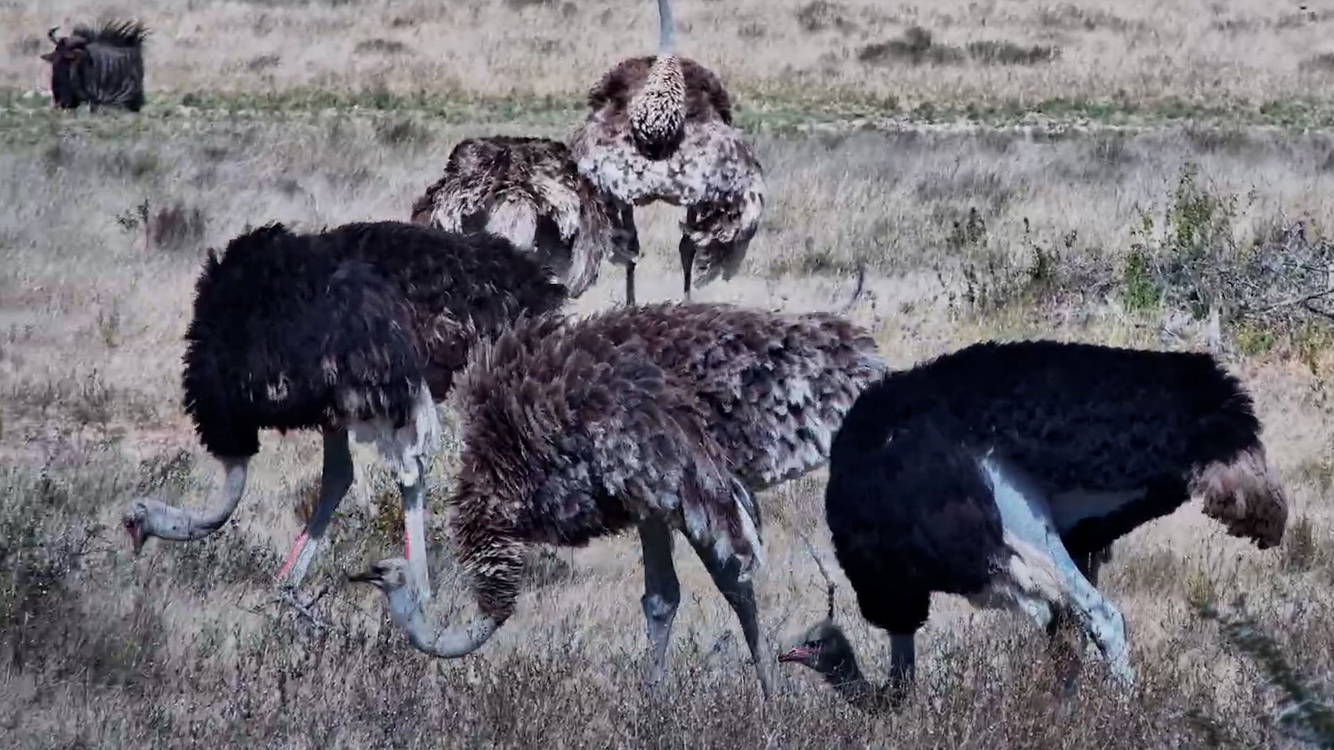 Ostrich Chicks Aren't So Little Anymore