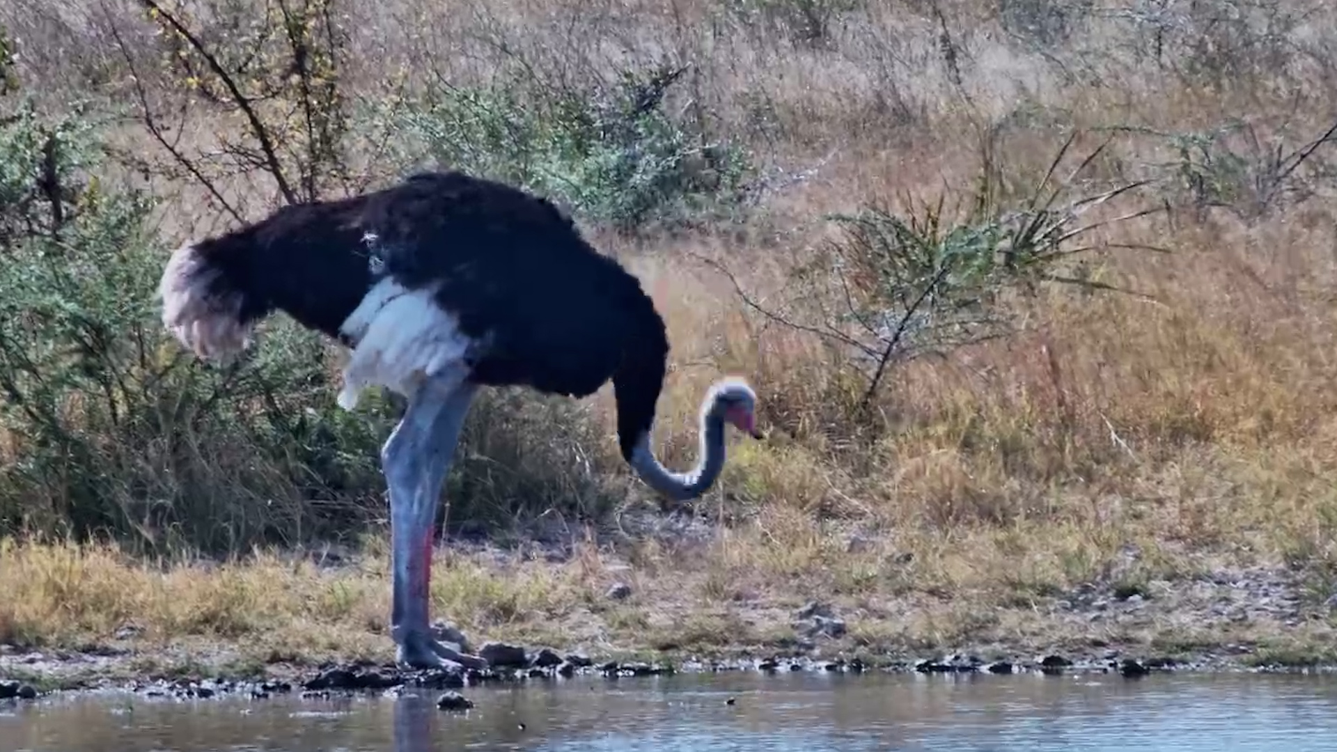 Watch How an Ostrich Drinks Water