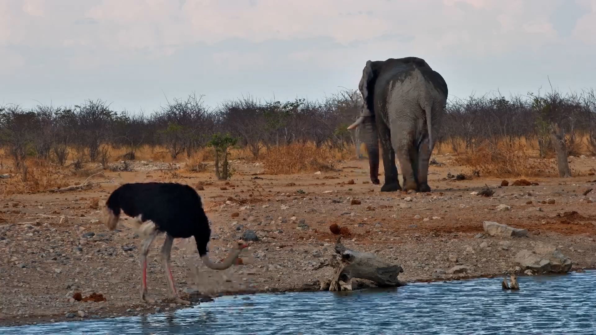 Thirsty Ostrich Pants to Cool Off in Namibia Heat