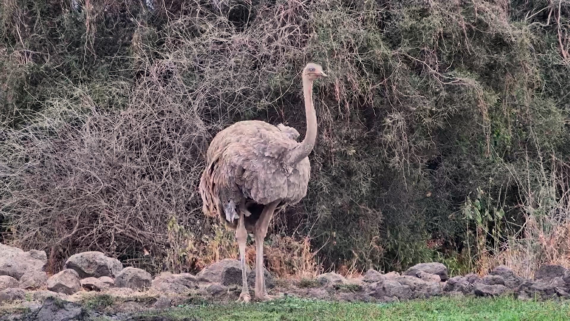 Africa's Largest Bird Stops for a Drink