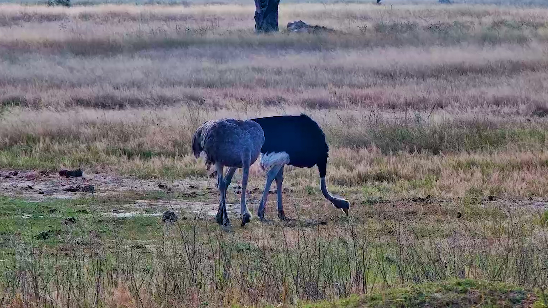 Ostriches Quietly Feeding Together in the Open