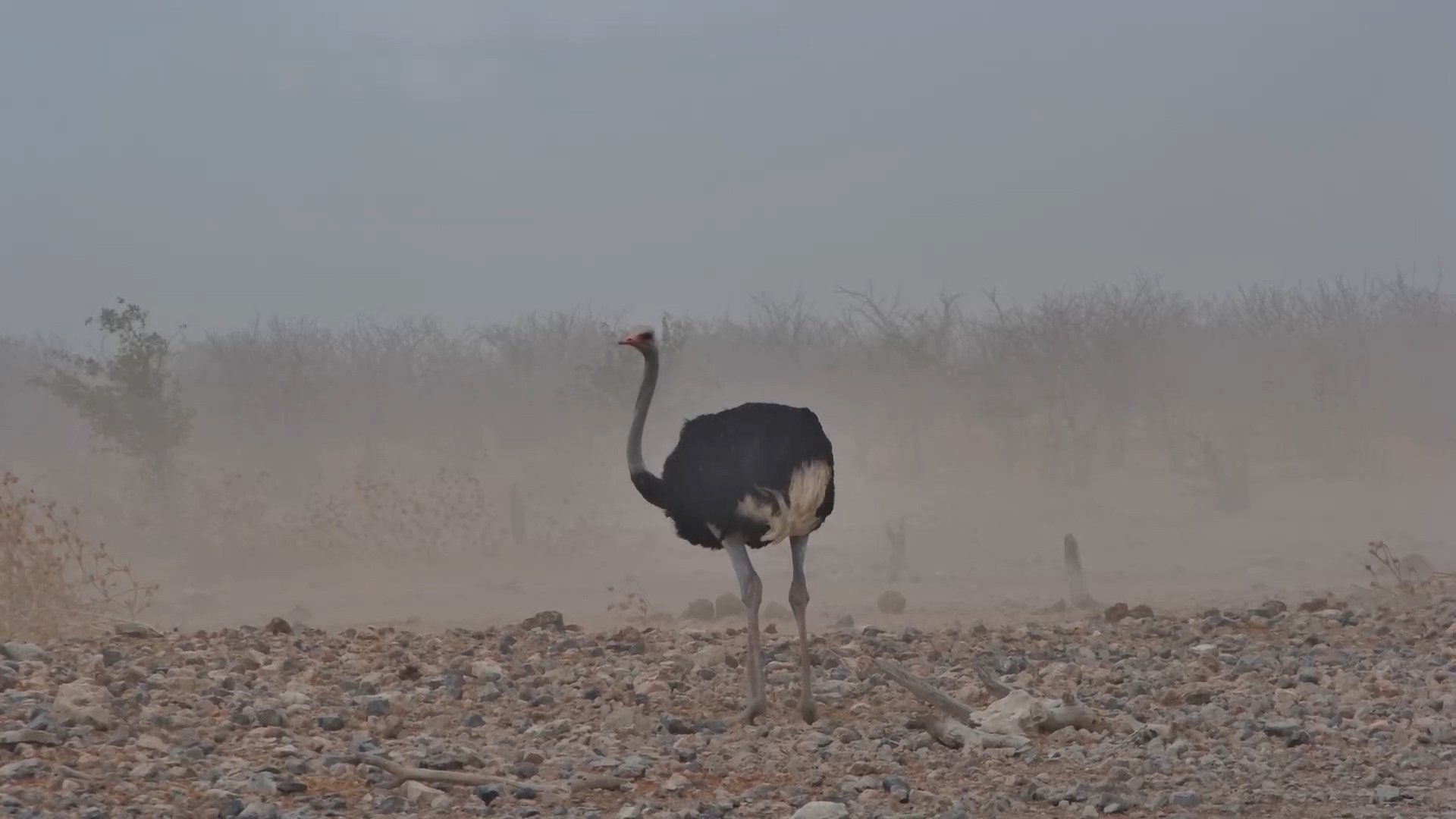 Ostrich Braces the Weather at Safarihoek