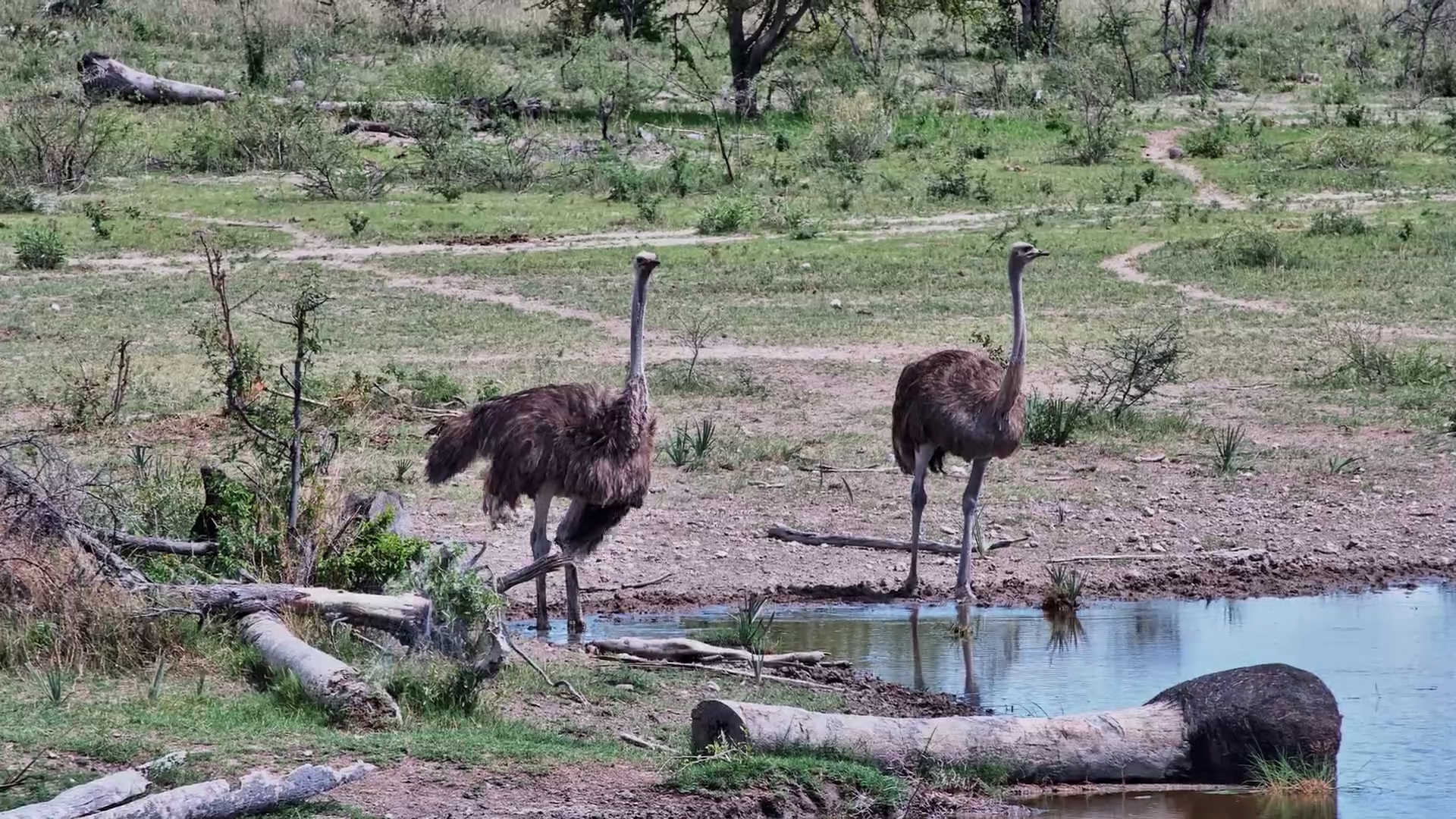 Two Female Ostriches Sip at the Waterhole