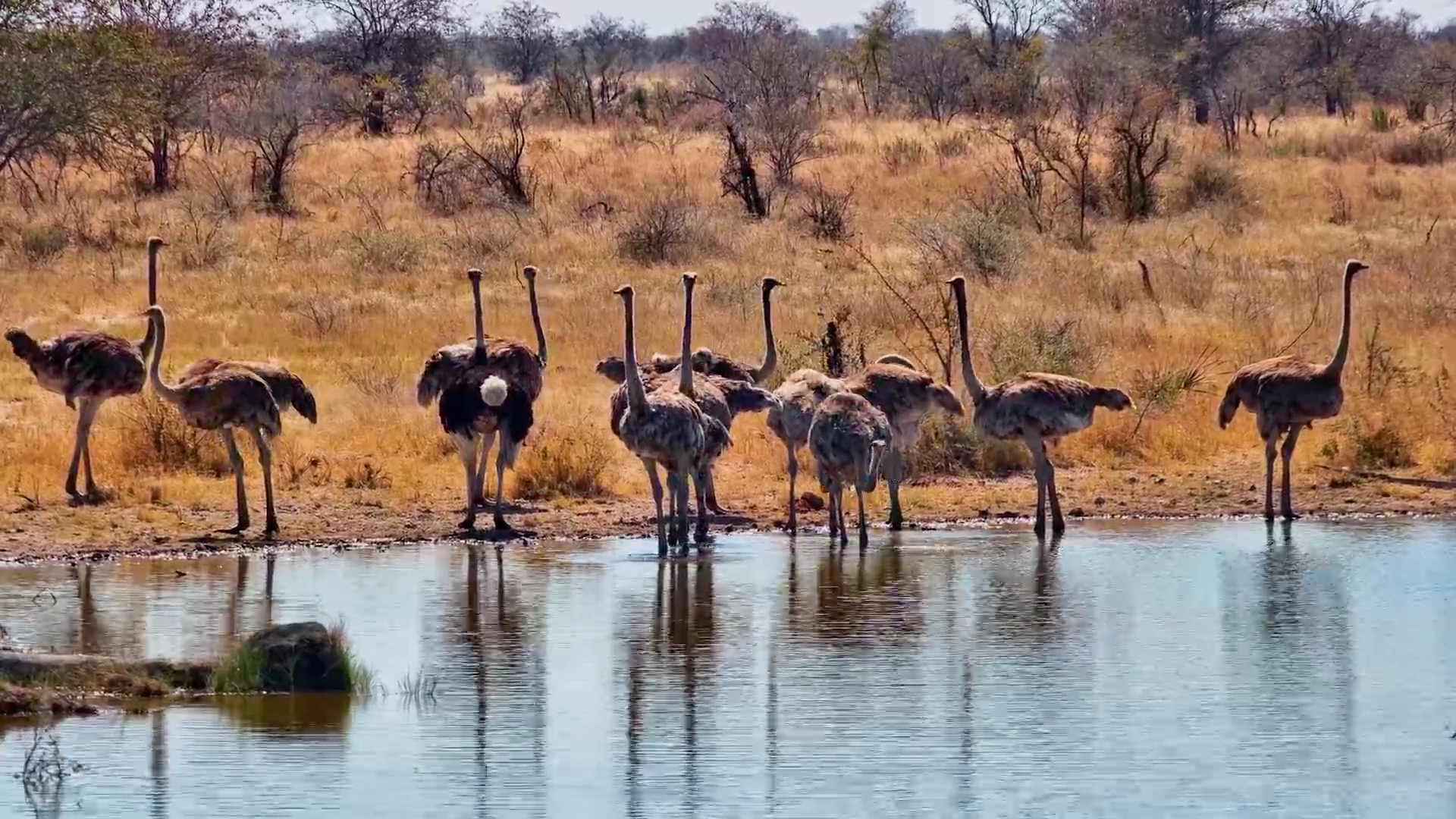 When the Whole Ostrich Crew Shows Up