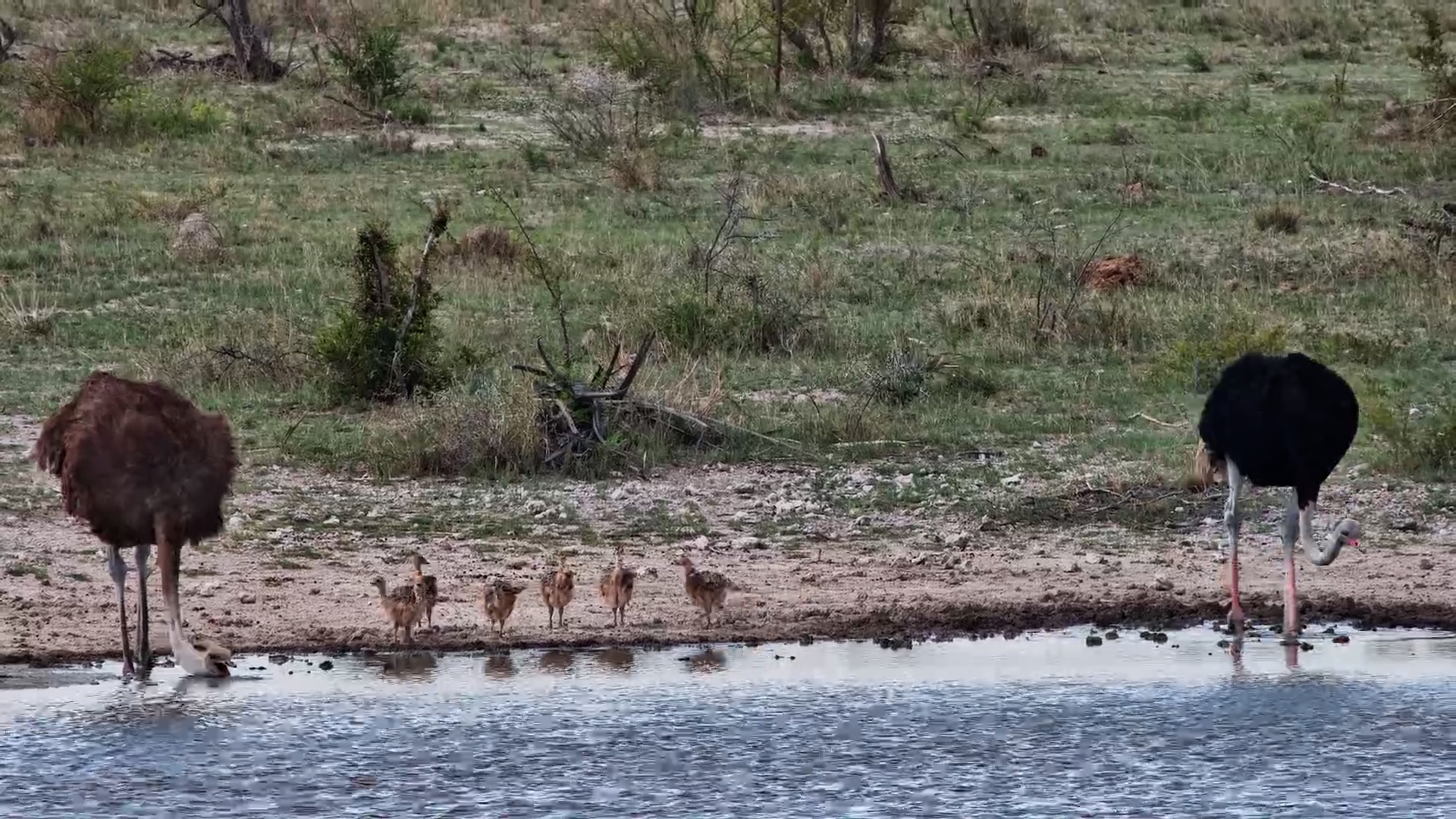 Protective Ostrich Pair Escorts Seven Tiny Chicks