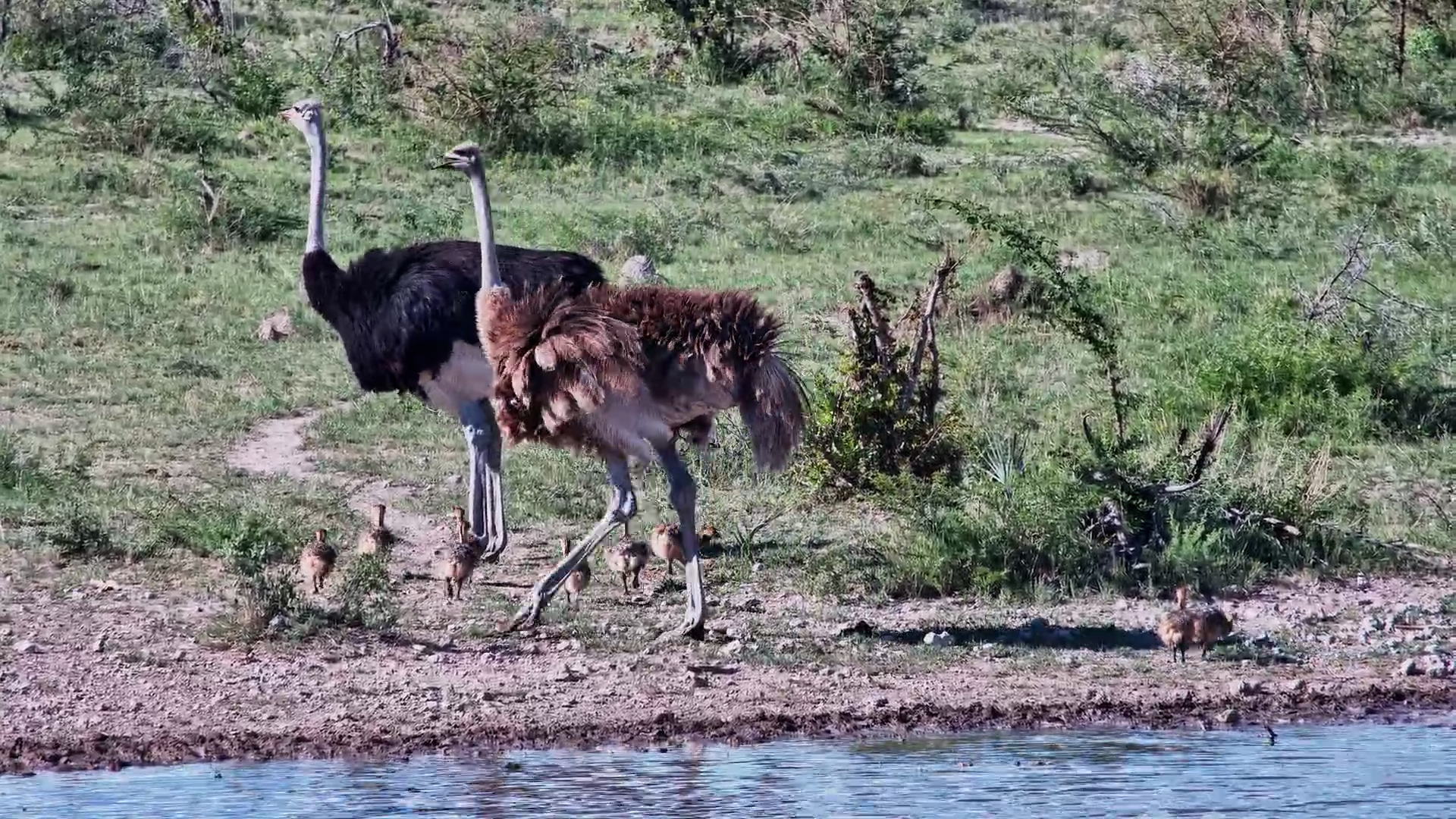 Family Outing: Ostriches Lead Chicks to the Waterhole