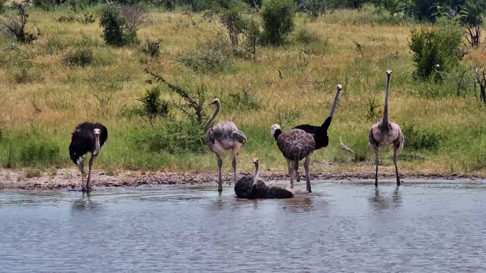 Splish Splash! Flock of Ostriches Takes a Bath
