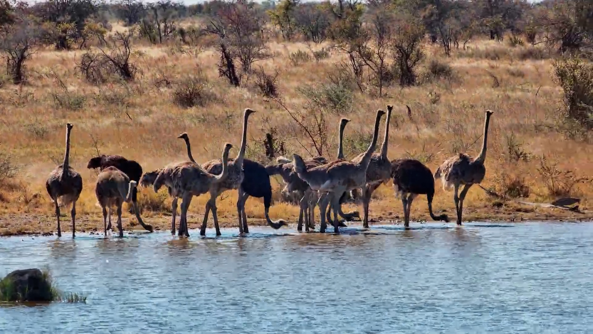 Ostrich Family Outing
