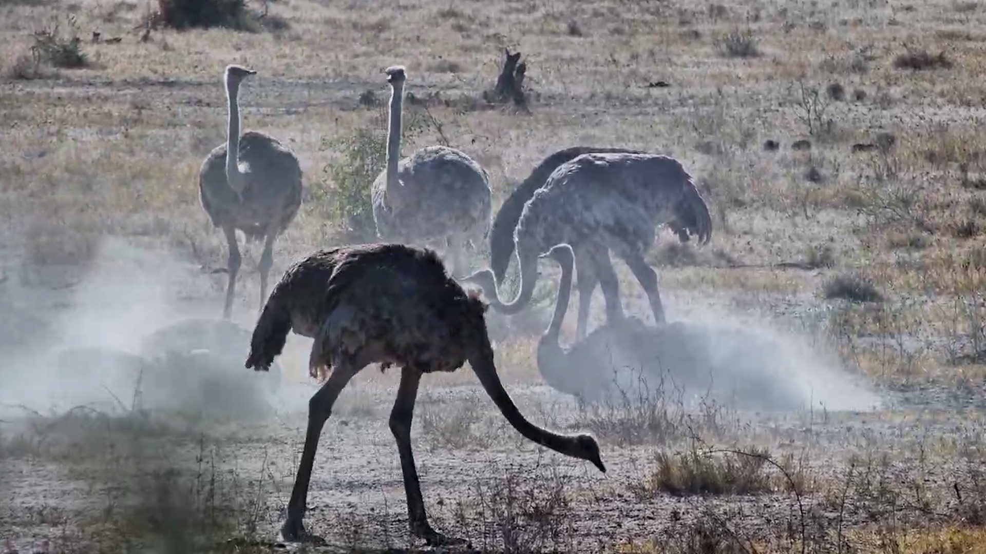 Dust Flying Everywhere! Ostriches Go All In