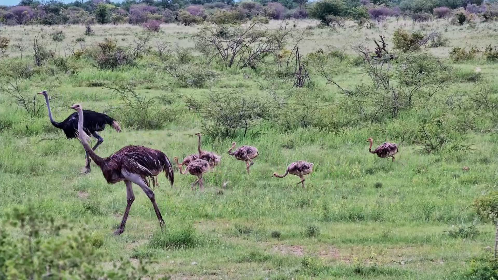 An Ostrich Pair Shows Off A Multitude of Chicks!