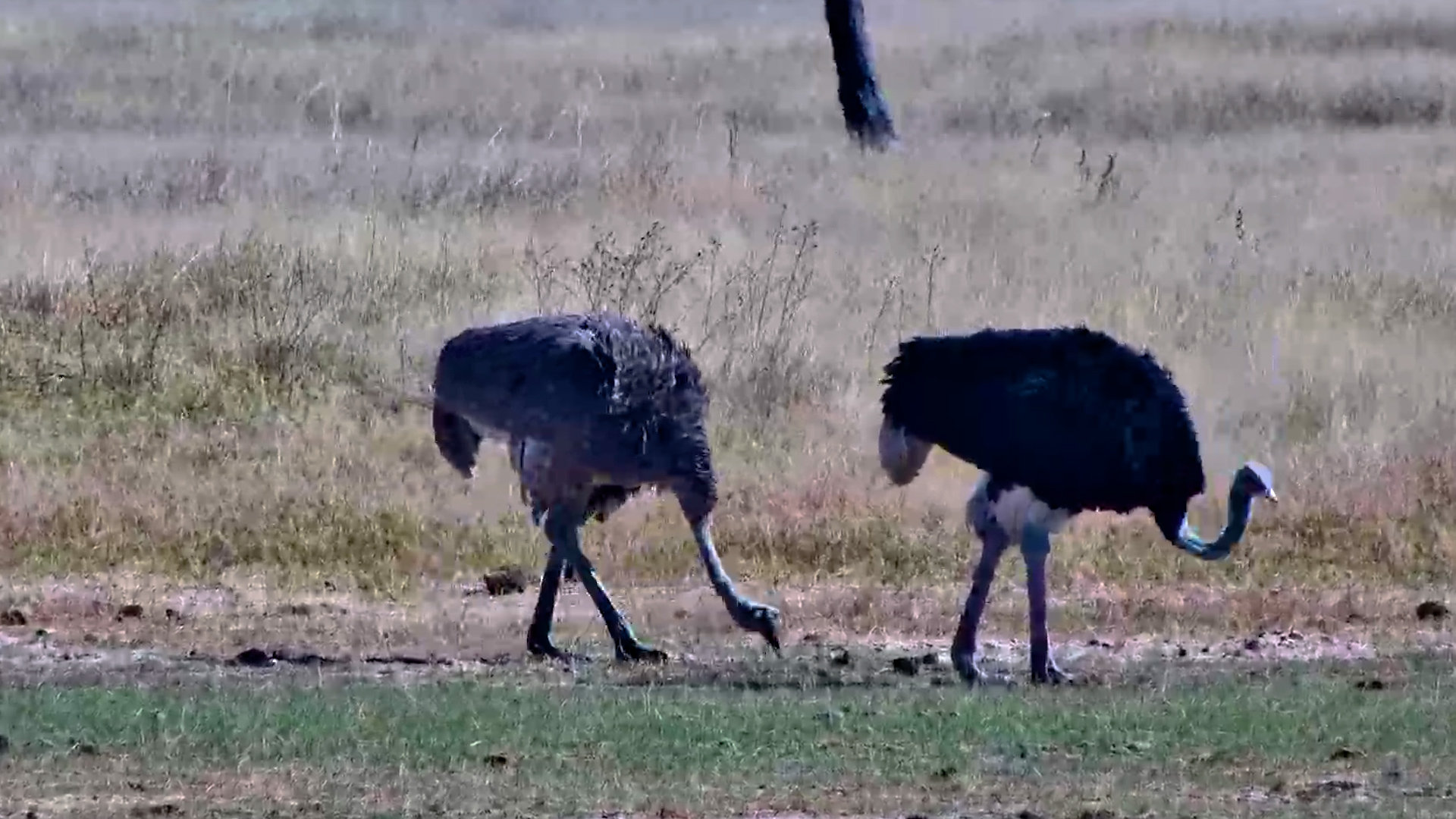 Ostriches Enjoy a Peaceful Afternoon at Linkwasha