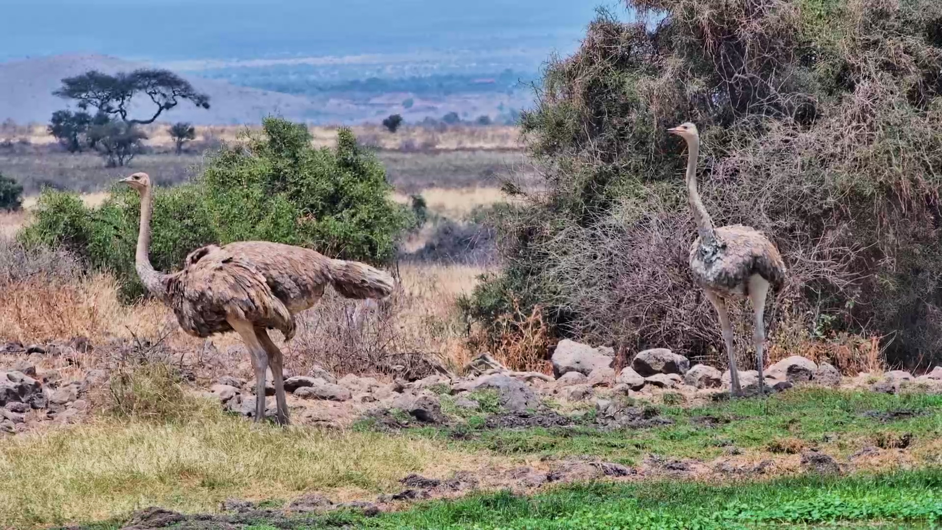 Two Ostriches Stop for a Drink