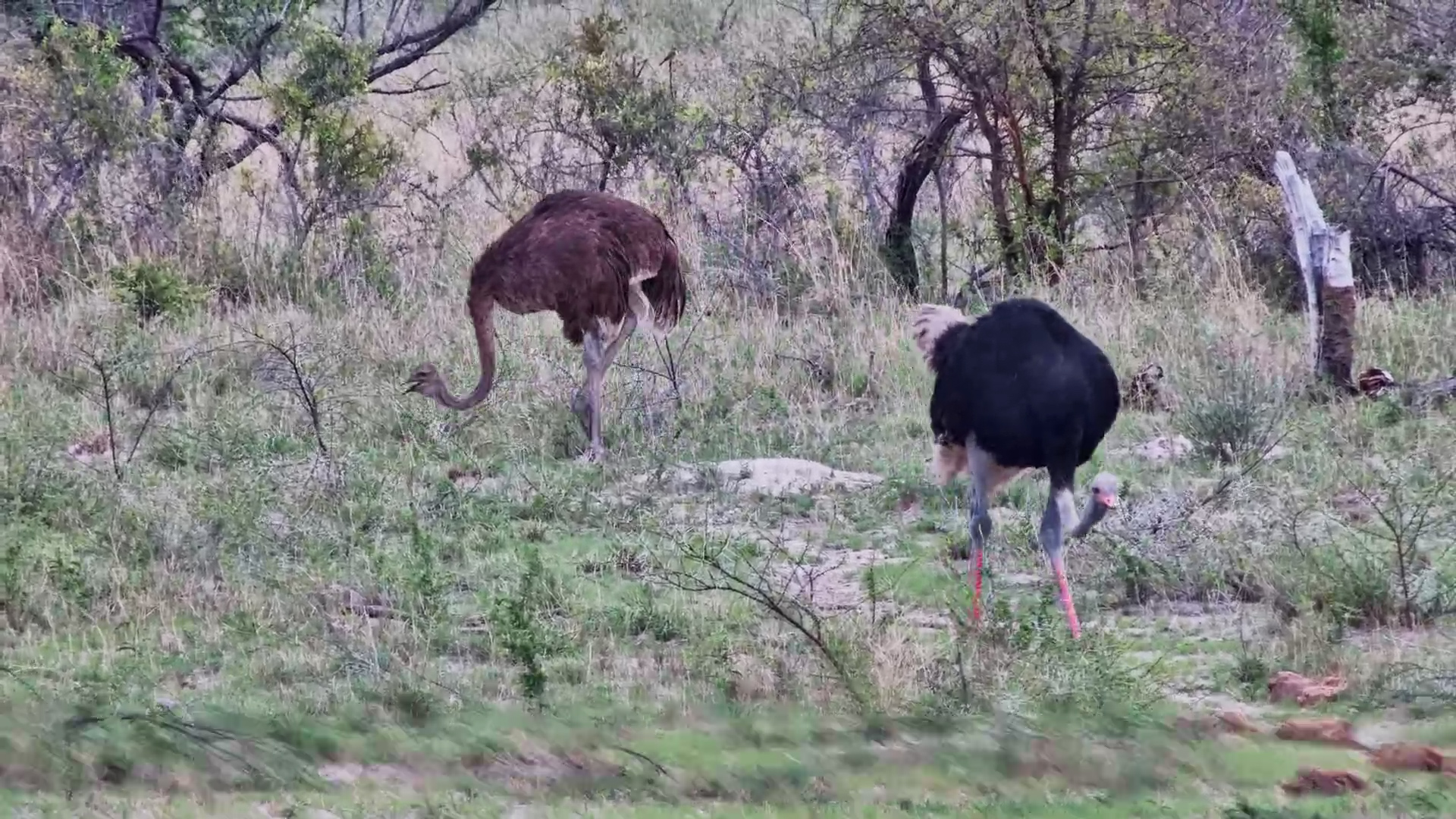 Ostriches on the Move