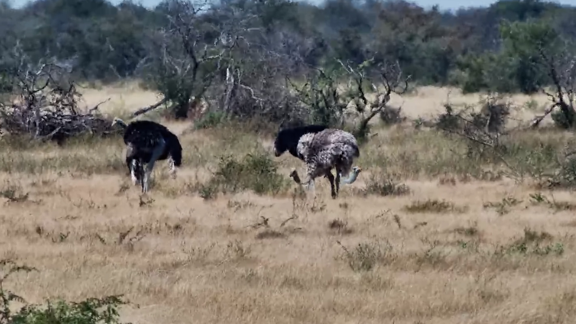 An Ostrich Trio in the Kalahari