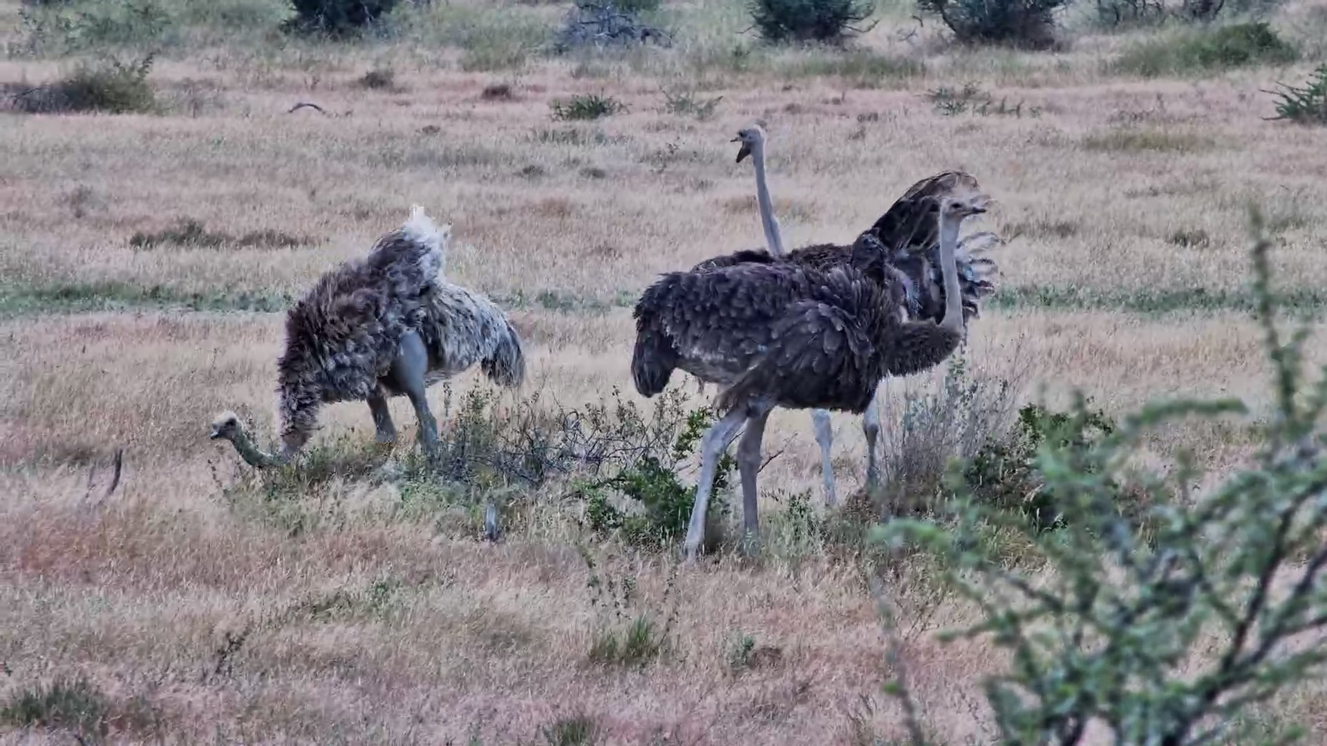 Ostriches in the Kalahari